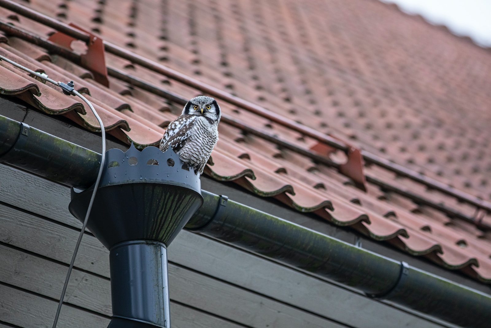 an owl is perched on top of a lamp post